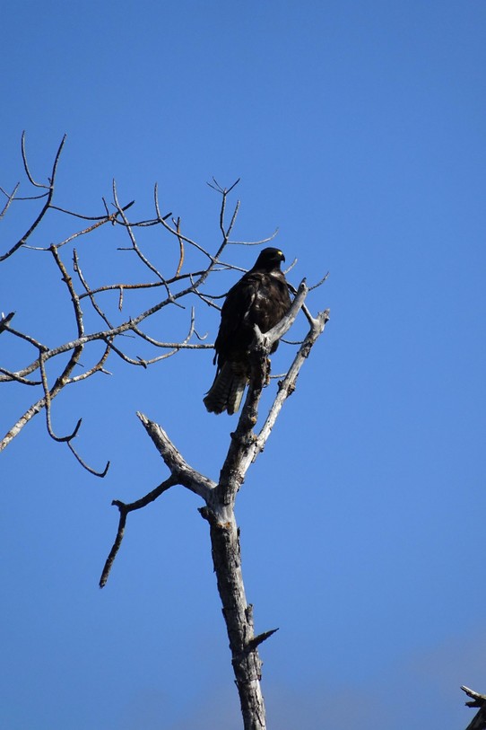 Ecuador - Fernandina Island - Galapagos Hawk