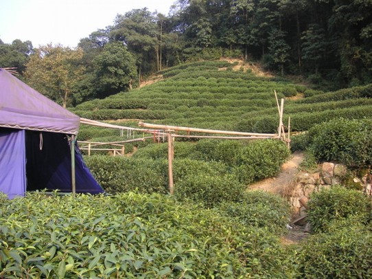 China - Hangzhou - Teeplantagen