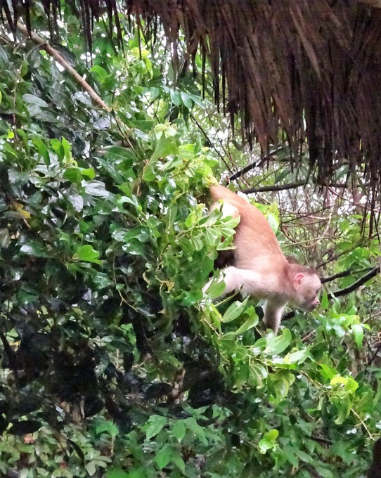 Ecuador - unbekannt - Capuchin monkey