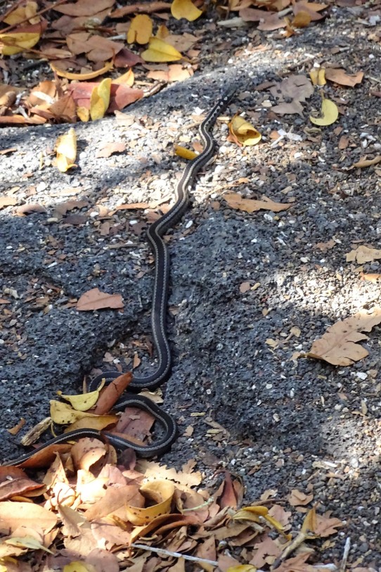 Ecuador - Fernandina Island - Snake (the ones that eat baby iguanas - if you have seen Planet Earth II)