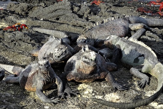 Ecuador - Fernandina Island - Pile of iguanas