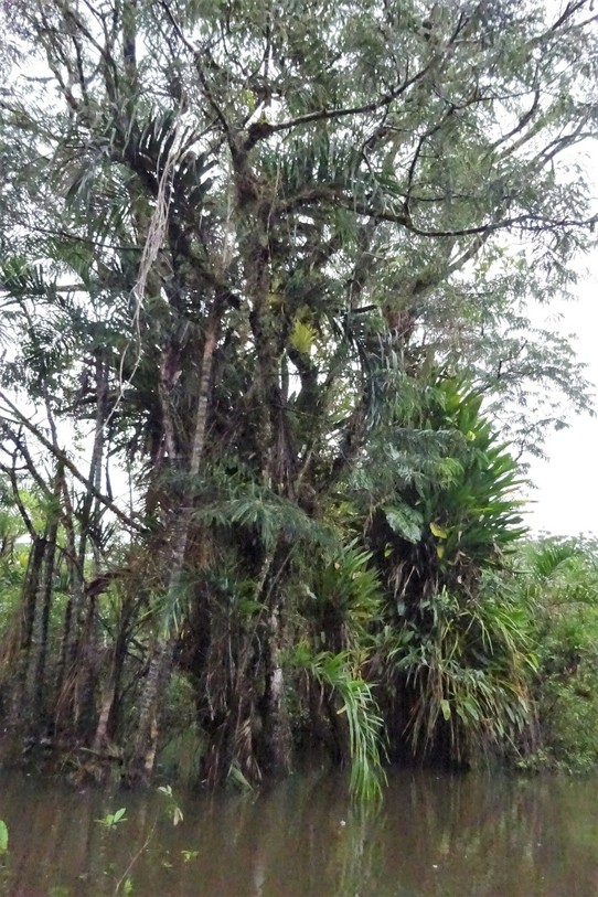 Ecuador - unbekannt - The trees here support so much other life