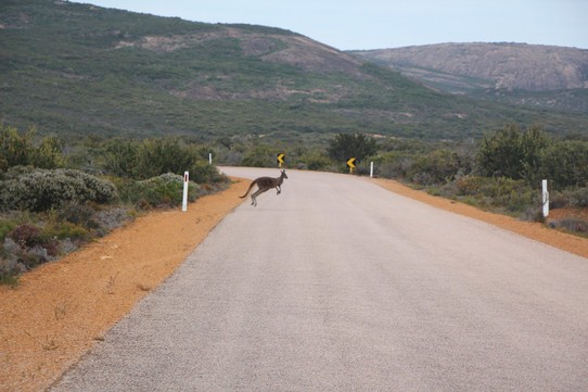 Australien - Eagle Bay - In dem Nationalpark ist sind aber mehrere Kängutus über die Straße gehüpft.