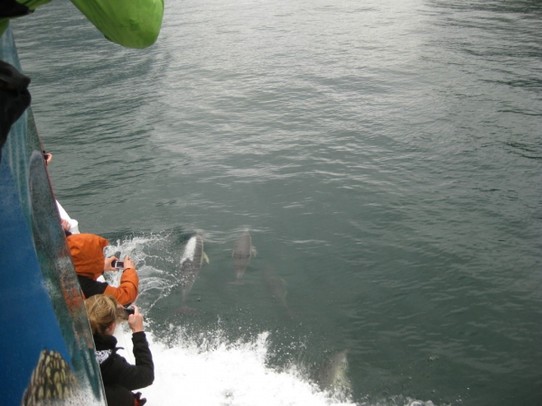 Neuseeland - Milford Sound - Delfine