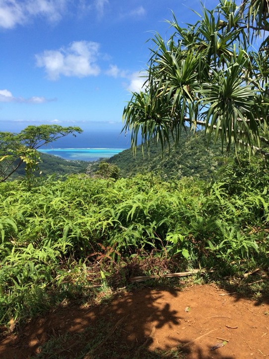 Mo'orea - Französisch-Polynesien - Tolle Ausblicke vom Grat