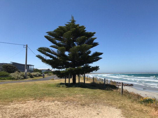 Australien -  - Norfolk Tannen hunderte davon in Port Fairy