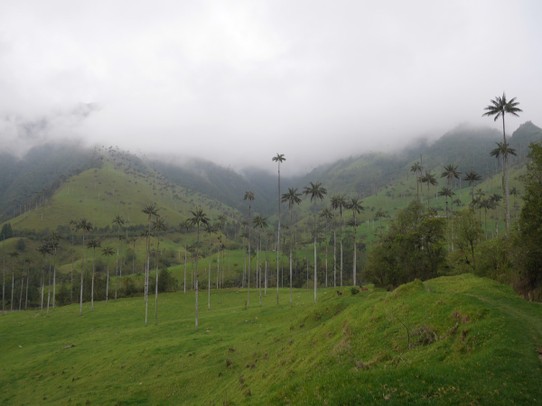Colombia - Salento - Valle de Cocora