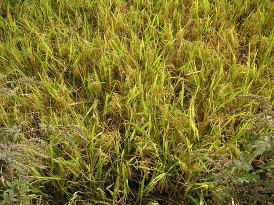China - Guilin - Reispflanzen