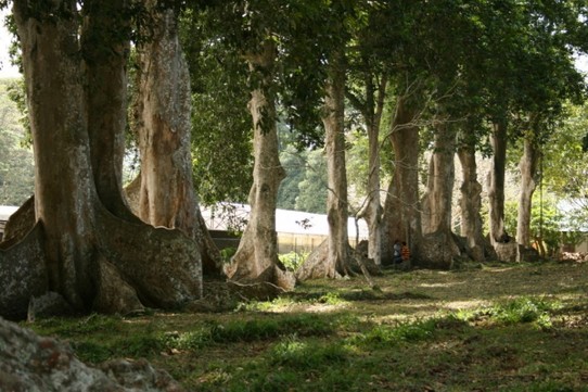 Sri Lanka - Kandy - Botanical Garden