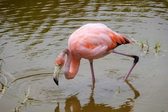 Ecuador - Isabela Island - Flamingo