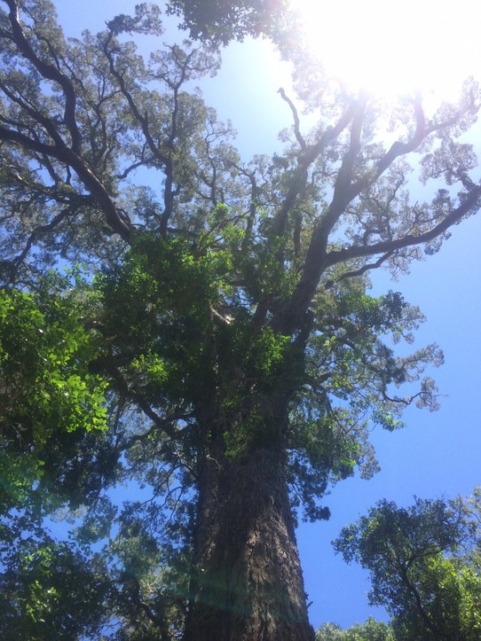 Südafrika - Knysna - Big Tree