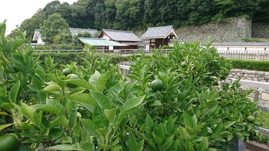 Japan - Matsuyama - Die Gegend ist das größte Anbaugebiet für Zitrusfrüchte in Japan!