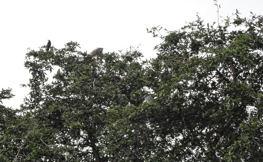 Ecuador - Guayaquil - This tree had everything: birds, iguanas...