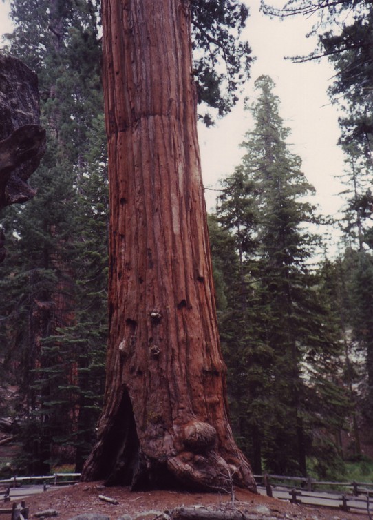 United States - Sequoia National Park - 
