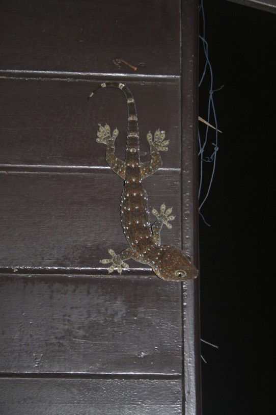 Thailand - Ko Kut - Marvin, unser Haus-Gecko