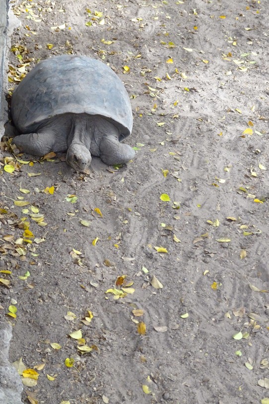 Ecuador - Isabela Island - Giant tortoise (breeding centre)