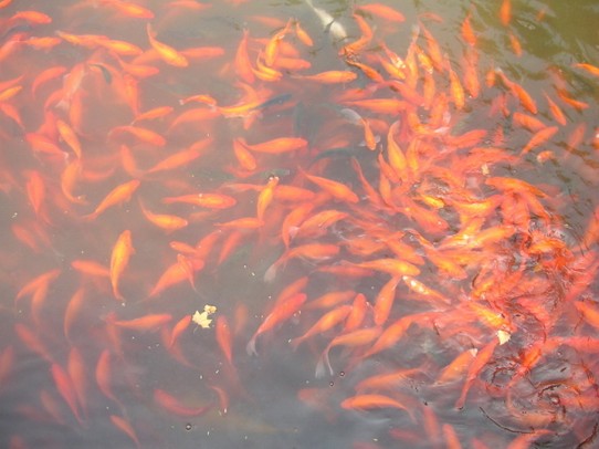 China - Hangzhou - riesiger Goldfischteich