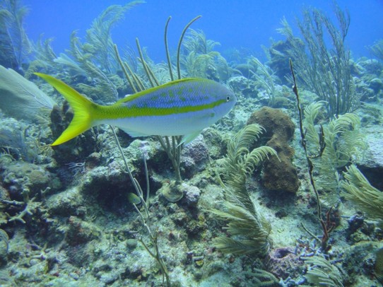 Belize - Caye Caulker - Bunte Fische überall