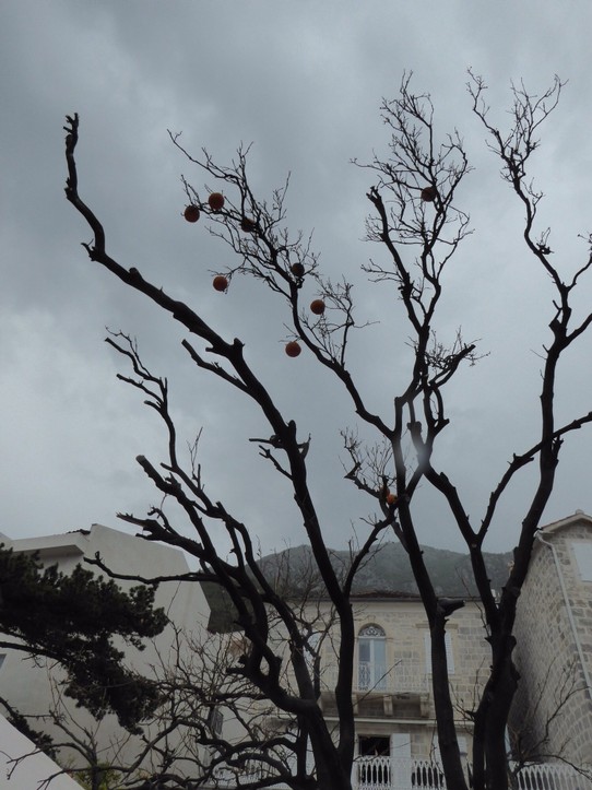 Montenegro - Kotor - Scheinbar toter Baum trägt noch Orangen 