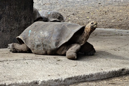 Ecuador - Isabela Island - Giant Tortoise (breeding centre) this one was rescued from a volcanic eruption
