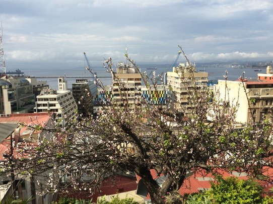 Chile - Valparaiso - Auch hier: Frühlingsboten