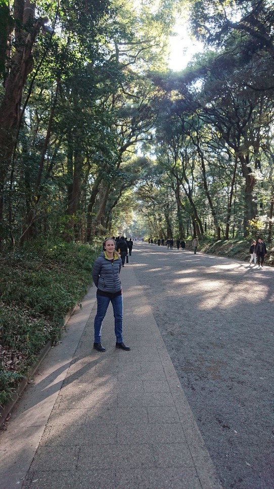 Japan - Shinjuku - EIne alte Allee aus Urwaldbäumen führt zum Meji-Schrein