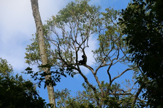 Guatemala - Tikal - Chilliger Affe inmitten des jetzigen Pyramiden-Dschungels