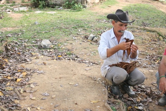Kuba - Viñales Tour - Ein Tabak-Bauer dreht eine Zigarre