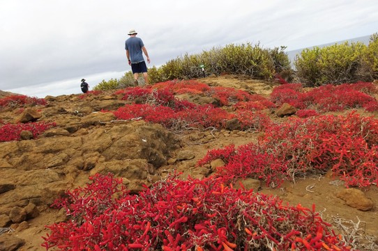 Ecuador - San Cristóbal Island - Succulent plants which go red in the dry season 