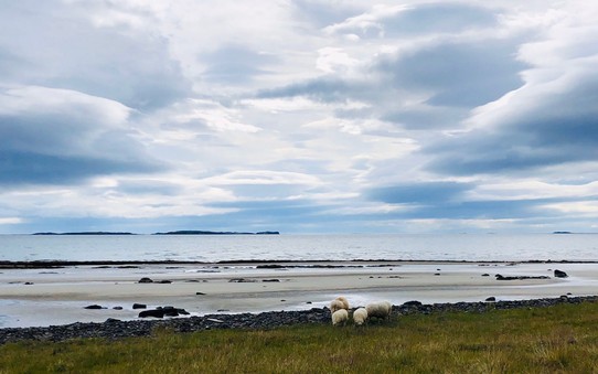 Island - Vesturbyggð - Wir fahren gen Westen, kommen aber nicht weit. Es sieht alles so schön aus und die ersten freilaufenden Schafe begegnen uns... Also: Kurzer Stopp nach gut 10 Minuten 🤪👍