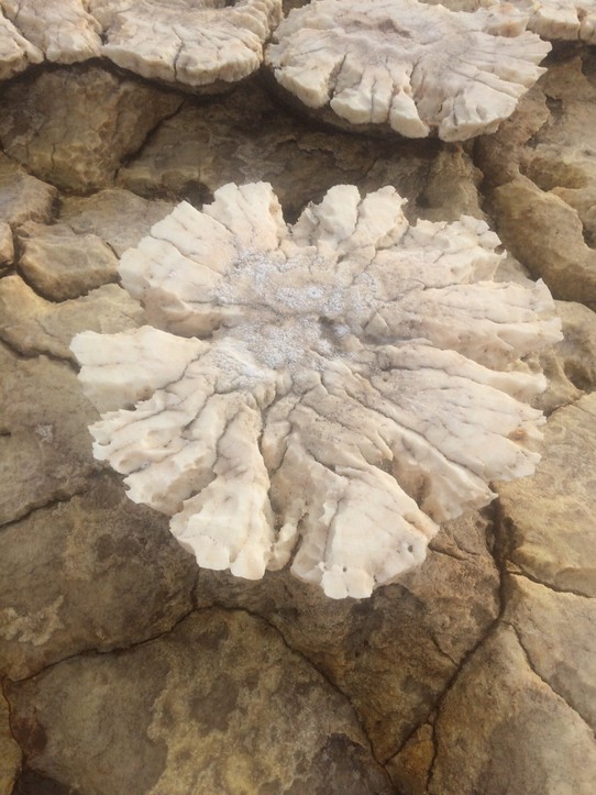 Äthiopien -  - Auf dem Boden Salzformen wie Korallen (Durchmesser ca. 80 cm)