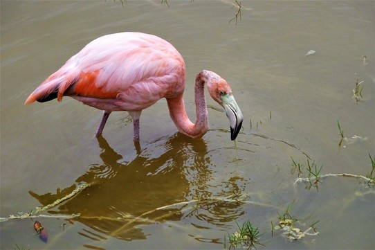Ecuador - Isabela Island - Flamingo on Isabela