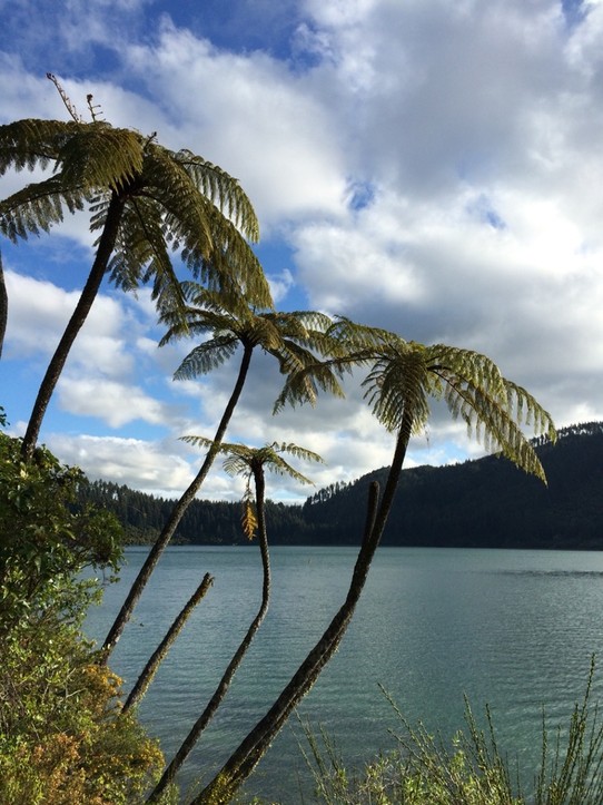 Neuseeland - Lake Okareka - Keine Palme sondern Farn! Nationalsymbol