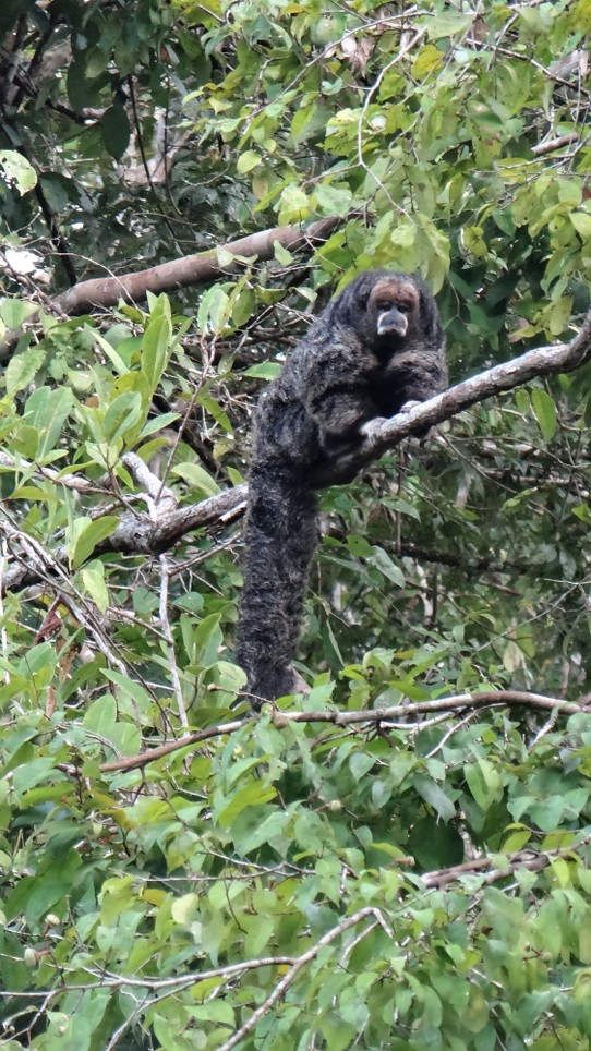 Ecuador - unbekannt - Quite possibly the same Woolly monkey
