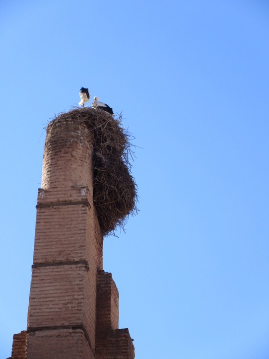 Morocco - Marrakech - Impressive Storks and there nests. 