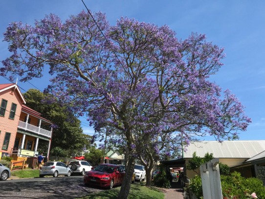 Australien - Arakoon - Jacaranda Bäume