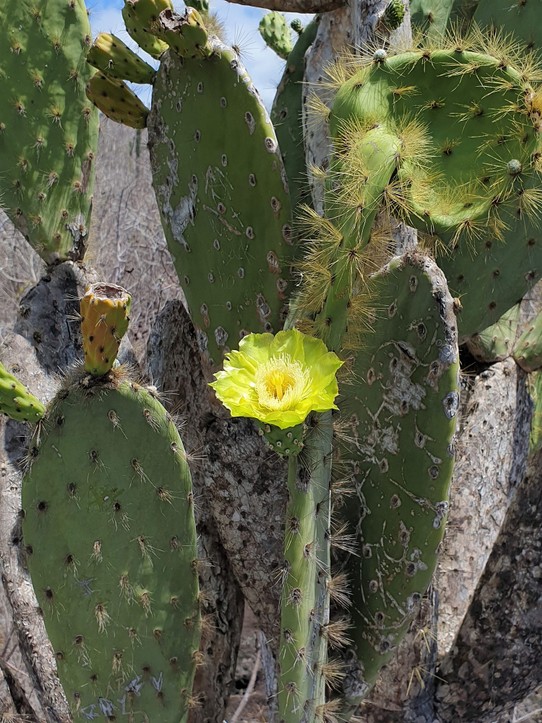 Ecuador - San Cristóbal Island - Cactus flower