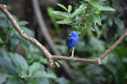 Costa Rica - San José - Sind dann noch in den Vogelgarten gegangen.