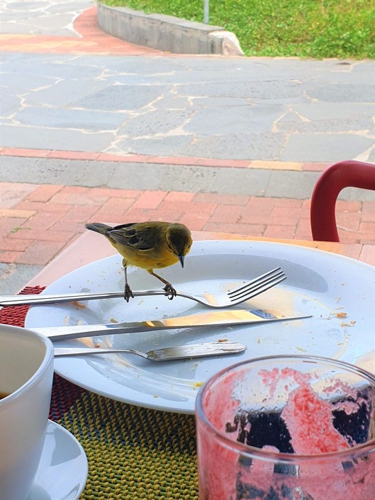 Ecuador - San Cristóbal Island - A Yellow Warbler joined us for breakfast