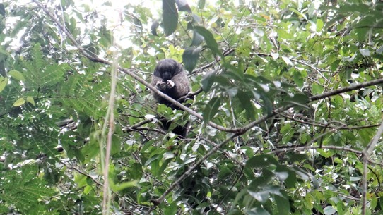 Ecuador - unbekannt - Woolly monkey