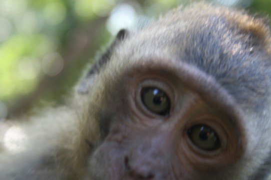 Thailand - Ko Kut - Baby Monkey