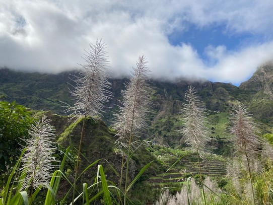 Kap Verde - Mindelo - Zuckerrohr blüht