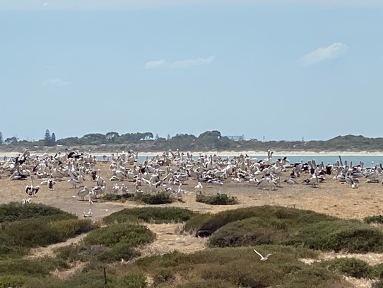 Australien - Shoalwater - Die Insel beherbergt eine Pelikan Kolonie.