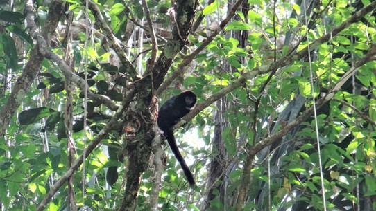 Ecuador - unbekannt - Monkey