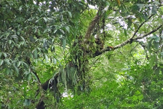 Ecuador - unbekannt - One tree can support over 30 other species