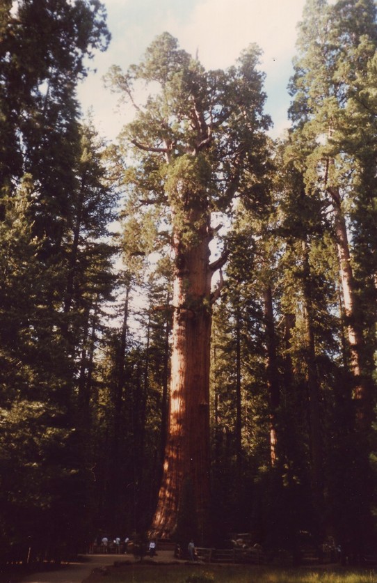 United States - Sequoia National Park - 