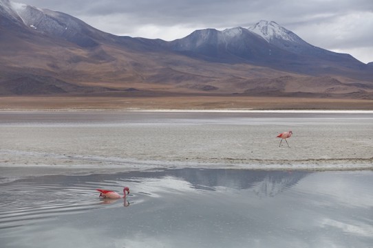Bolivien - Salar de Uyuni - Flamingos im toxischen Wasser