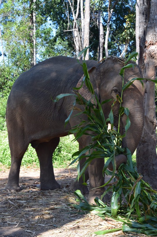 Thailand - Chiang Mai - Fütterung der Elefanten (benötigen ca. 250 Kg Futter)