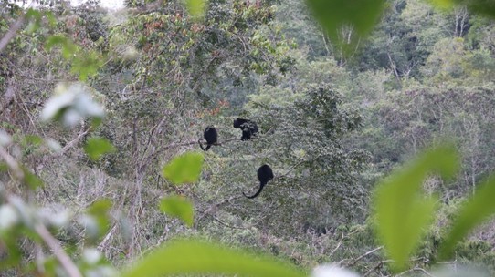Guatemala - Flores - Brüllaffen, man glaubt nicht, wie laut und abschreckend die kleinen Äffchen klingen...