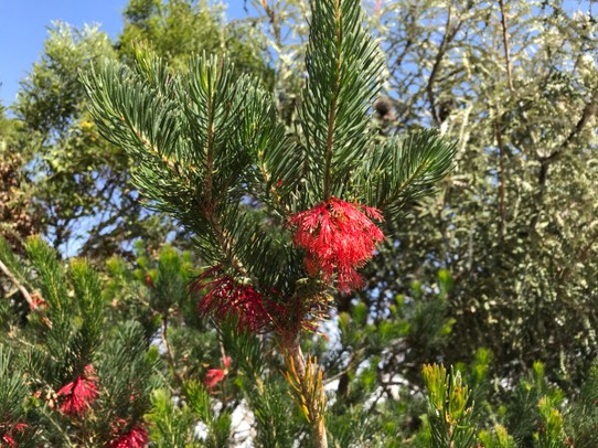 Australien - Esperance - Wildblumen am Wegesrand